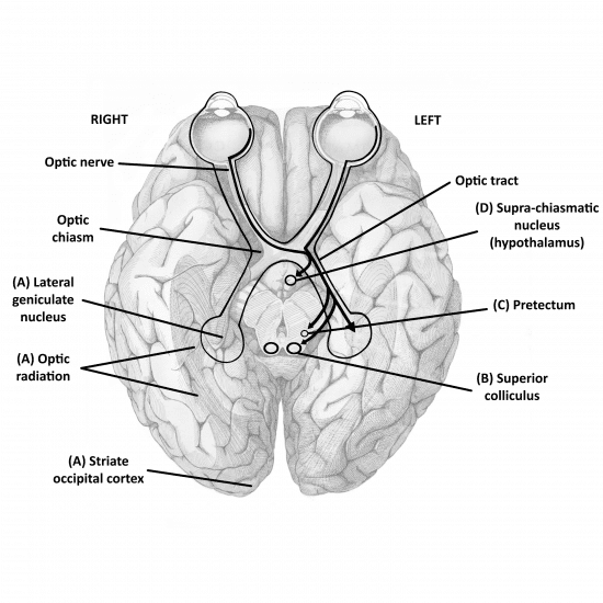 Normal optic tract | Medical video revision courses for doctors ...
